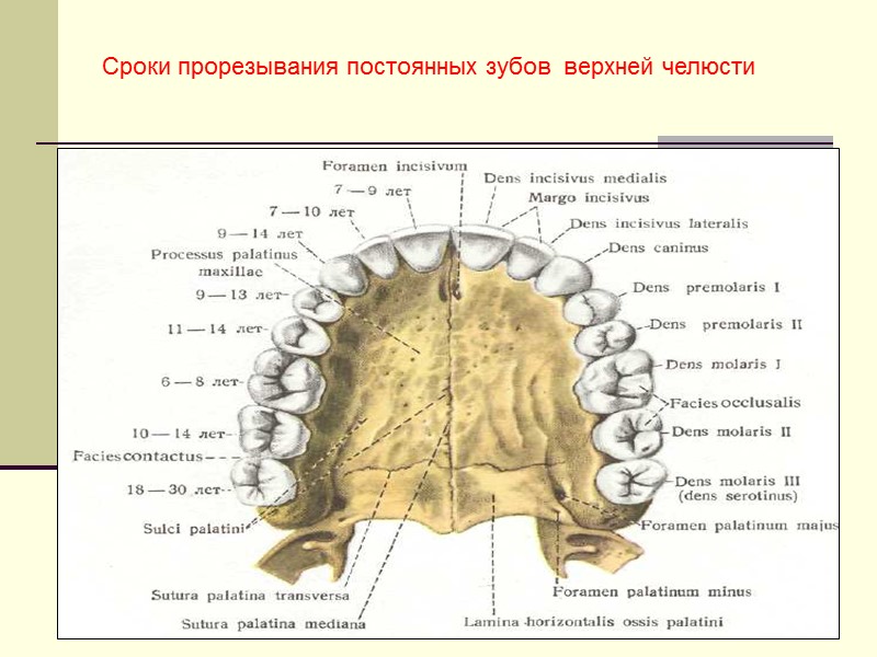 Сроки прорезывания постоянных зубов  верхней челюсти